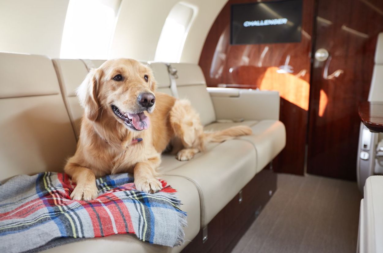 fly  with dogs on the flights to caribbean