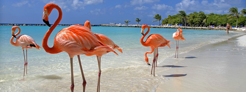 photo aruba